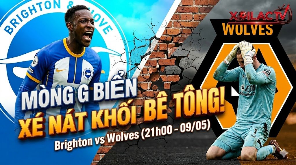 Nhận định bóng đá Brighton vs Wolves 21h00 ngày 09/05 - Mòng biển xé nát khối bê tông của bầy sói trên Xoilac TV.